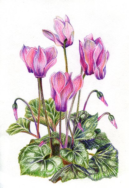 Цикламен Кузнецова рисунок