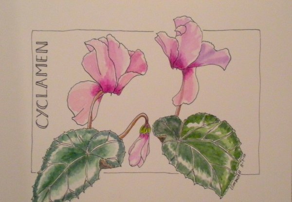 Цикламен косский рисунок