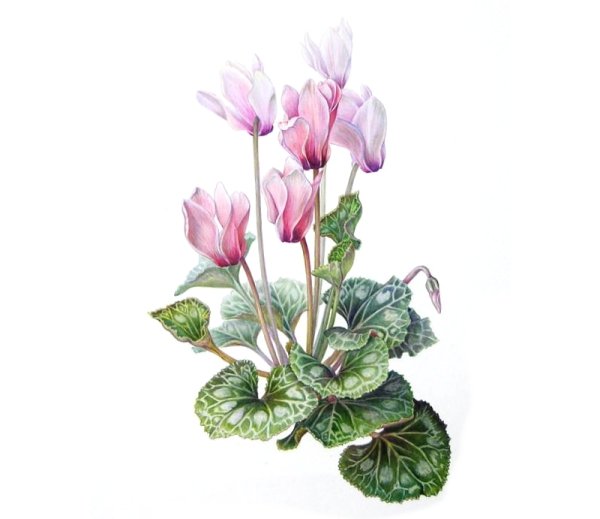 Цикламен - цветок Соломона