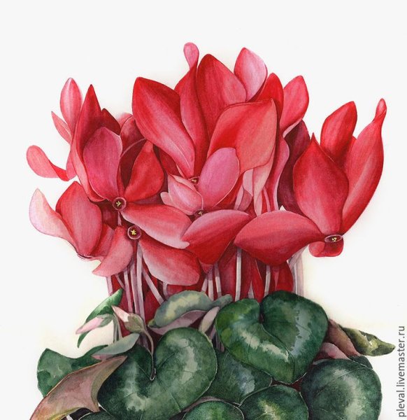 Цикламен кавказский рис