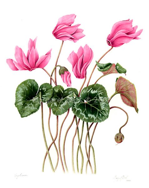 Китайская Ботаническая акварель цветы цикламен