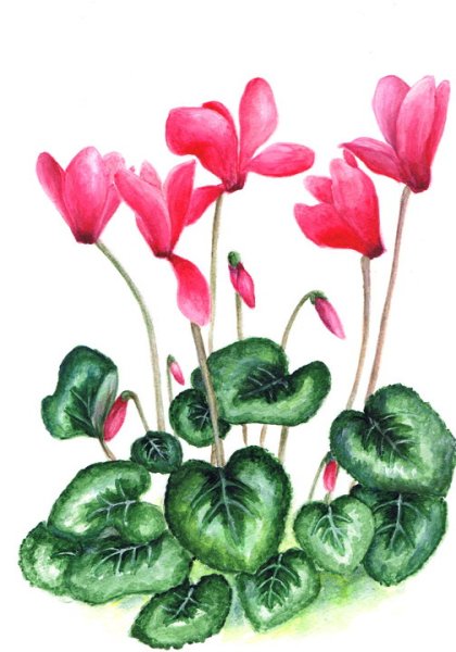 Китайская Ботаническая акварель цветы цикламен