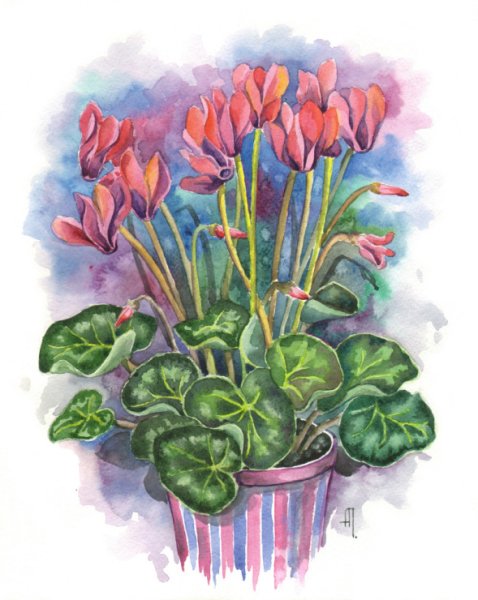 Цикламен кавказский для детей