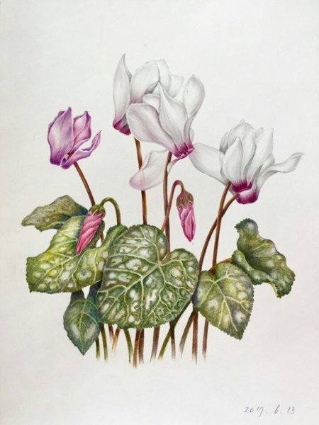 Рисуем цикламены акварелью