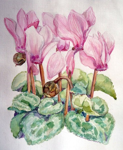 Цикламен Ботаническая иллюстрация