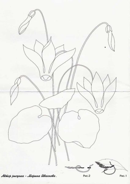 Цикламен контур