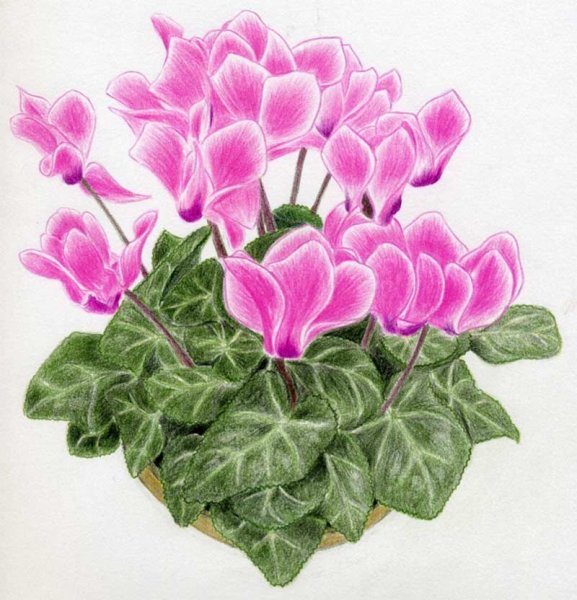 Ботаническая акварель цикламен