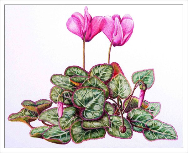 Цикламен Ботаническая иллюстрация