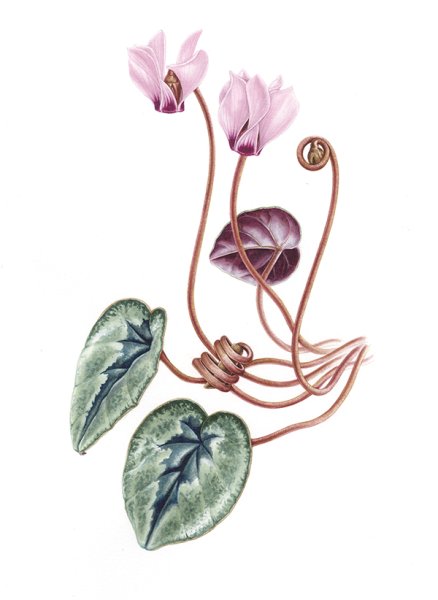 Ботаническая акварель цикламен