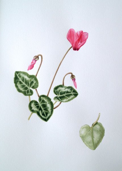 Китайская Ботаническая акварель цветы цикламен