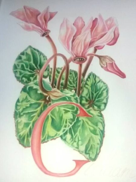 Тату цикламен