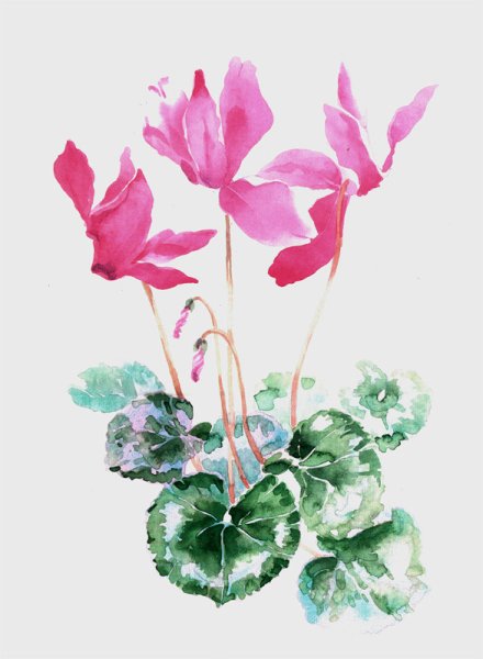 Цикламен Ботаническая иллюстрация цветка