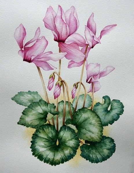 Anne Cotterill Cyclamen