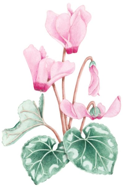 Цикламен кавказский рисунок