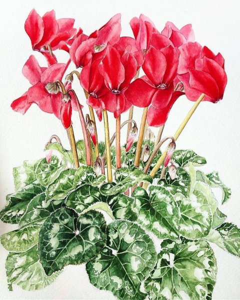 Цикламен контур