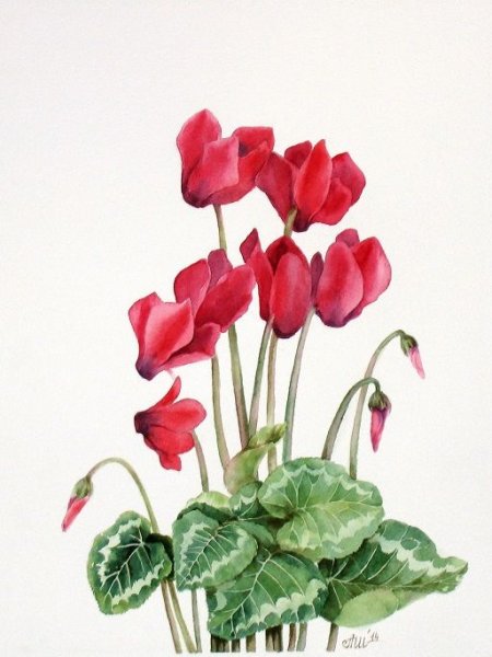 Тату цикламен