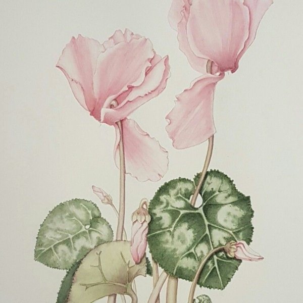 Цикламен цветок акварелью