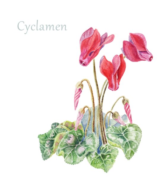 Китайская Ботаническая акварель цветы цикламен