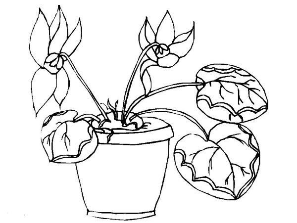 Цикламен для декупажа