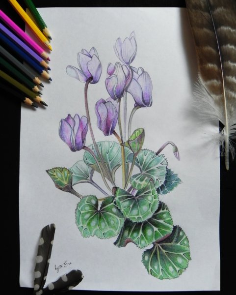 Цикламен Ботаническая иллюстрация