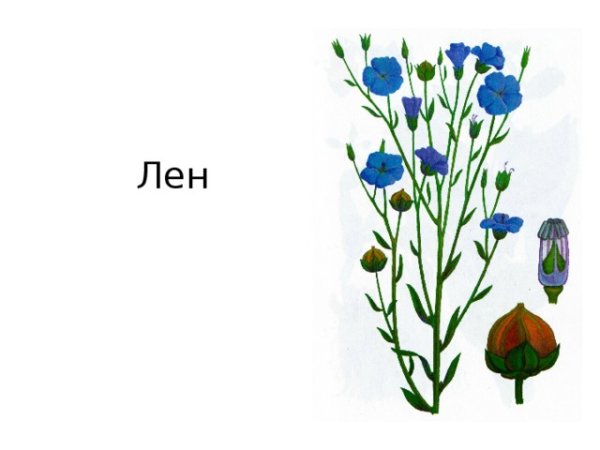 Лён растение