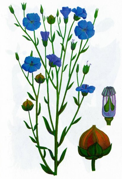 Лен обыкновенный Фармакогнозия