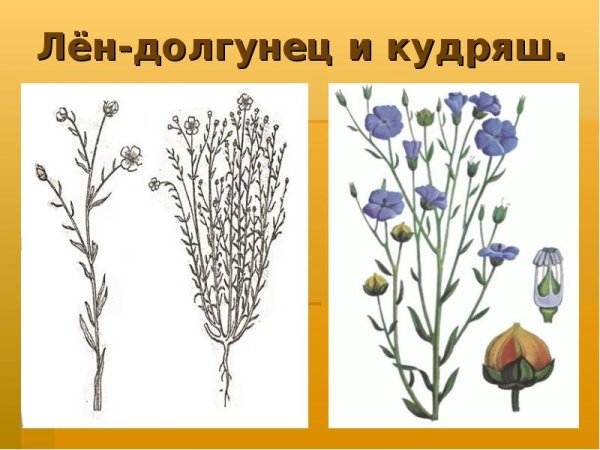 Лен долгунец межеумок Кудряш