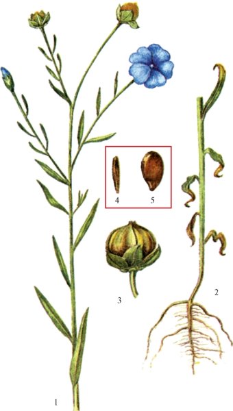 Лен посевной Фармакогнозия
