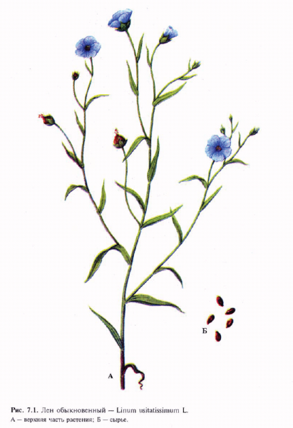 Лен посевной Фармакогнозия семена
