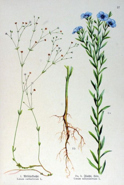 Лен обыкновенный Фармакогнозия