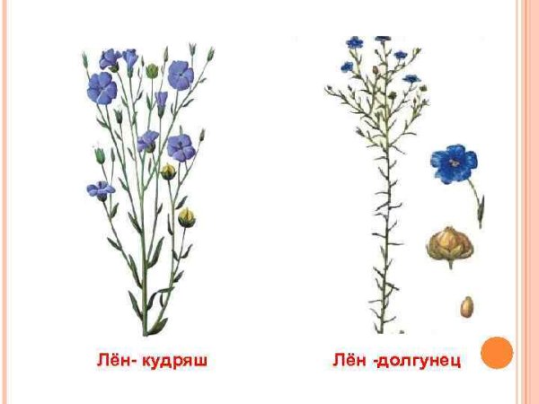 Лен Кудряш и лен долгунец