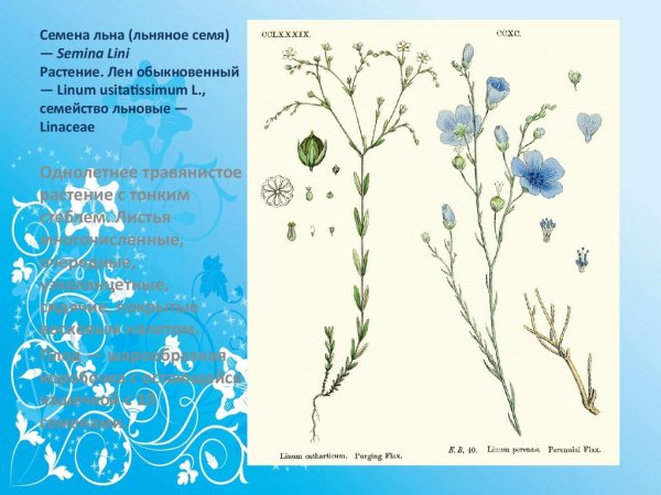 Лен формула цветка