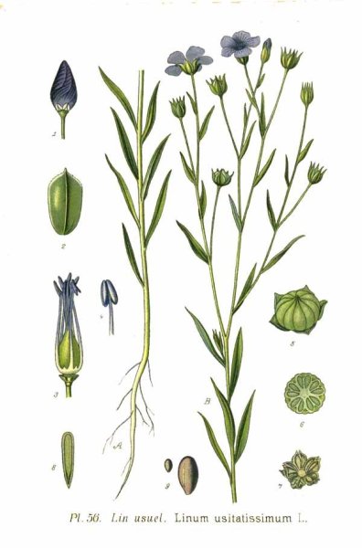 Лен обыкновенный - Linum usitatissimum