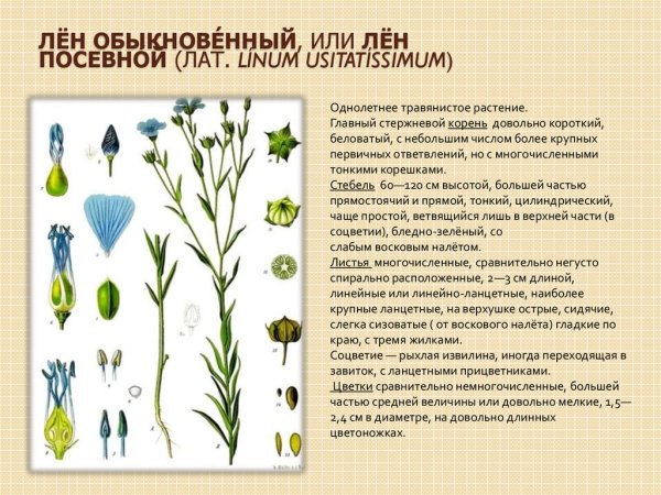 Строение льна долгунца