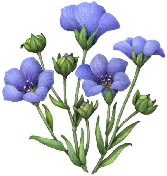 Лен растение вектор