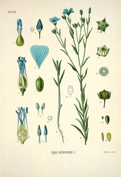 Лен обыкновенный - Linum usitatissimum