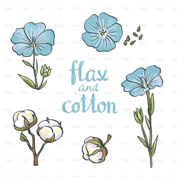 Рисунок хлопка и льна