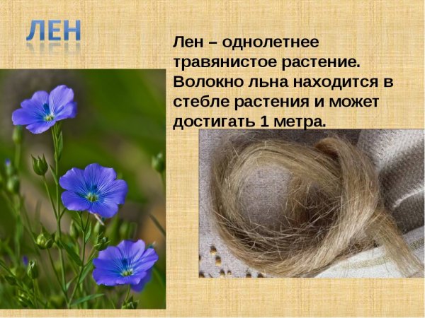 Детям про лён
