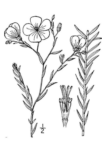 Лен посевной Фармакогнозия