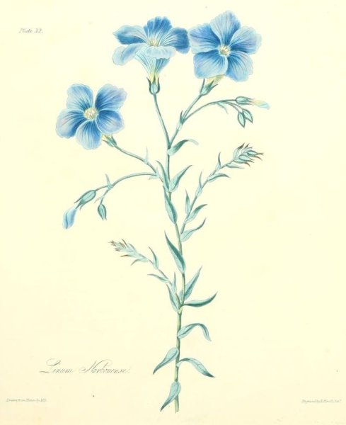 Лен Ботаническая иллюстрация