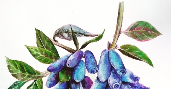 Жимолость съедобная ботаника