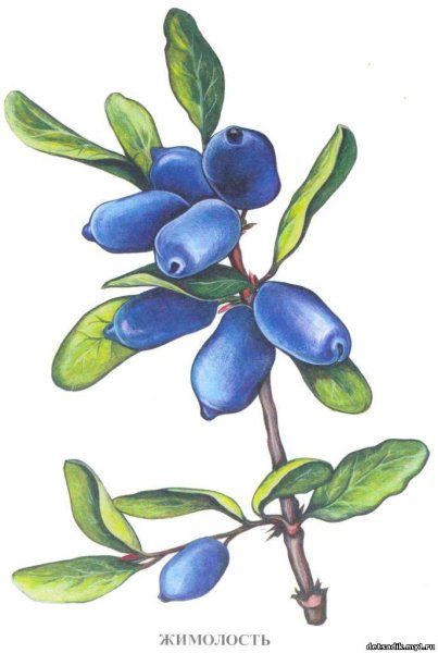 Жимолость веточка