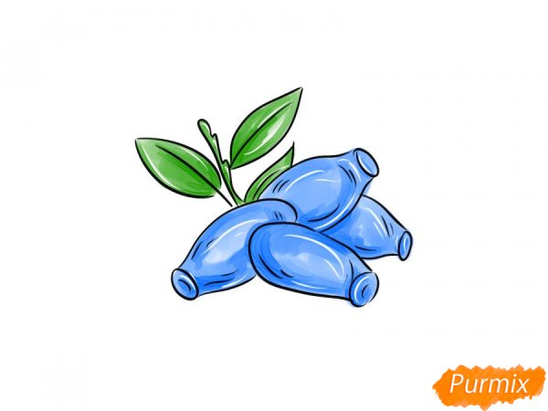 Жимолость картинки на прозрачном фоне