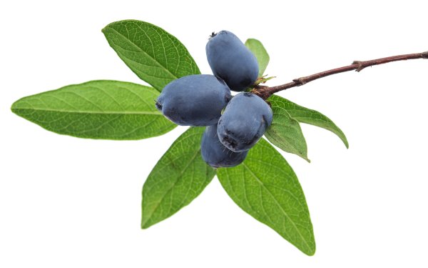 Жимолость ягода