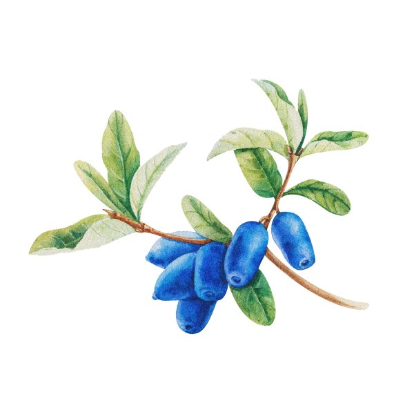 Жимолость акварель