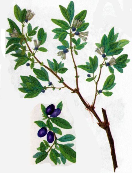 Жимолость на ветке