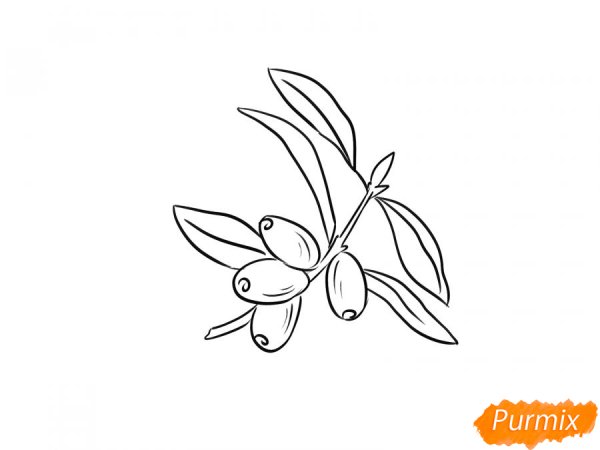 Жимолость раскраска