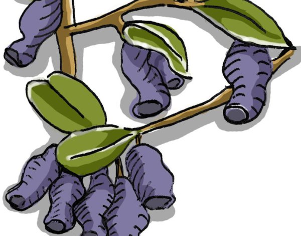 Жимолость куст рисунок