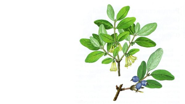 Жимолость съедобная