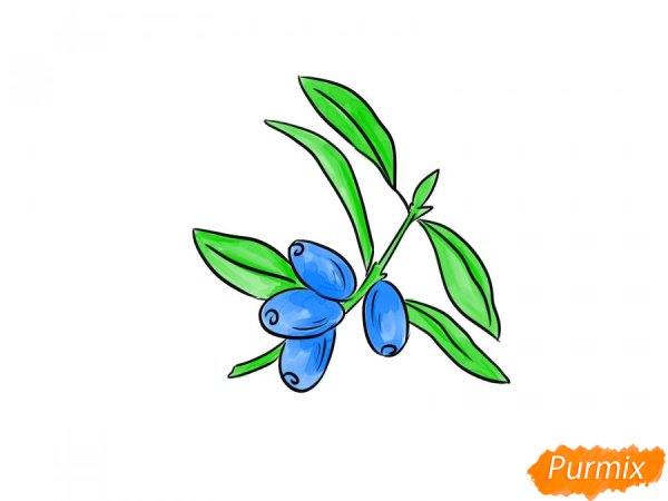 Ягода жимолость рисунок